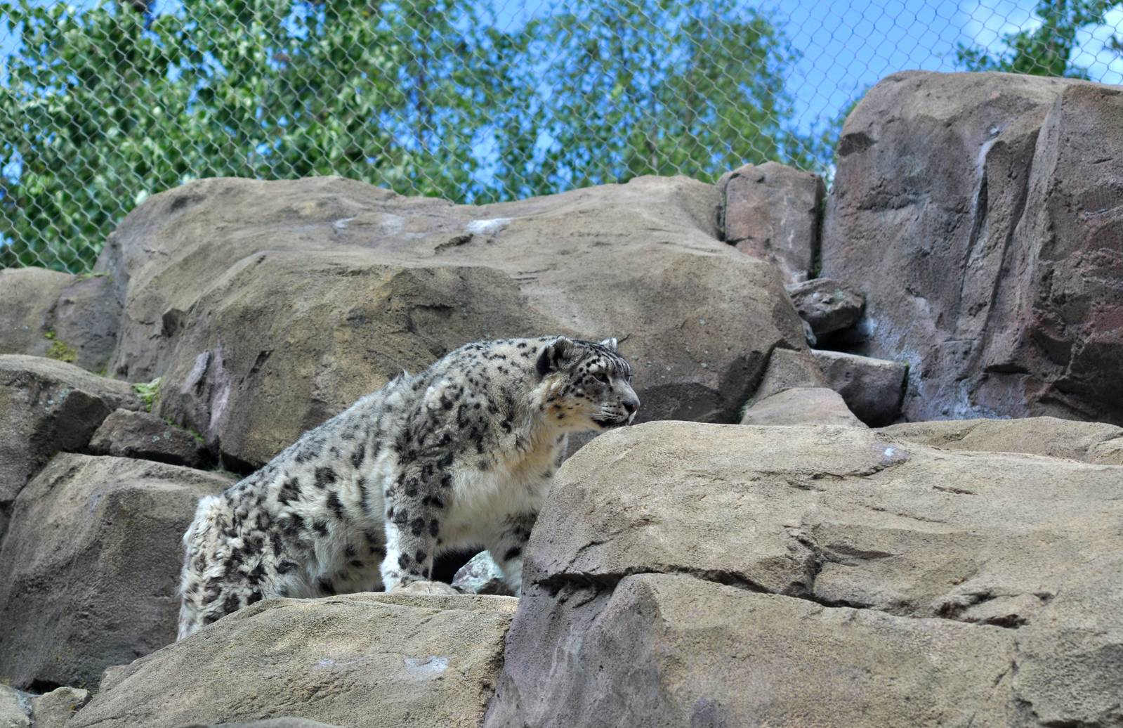 Snow Leopard