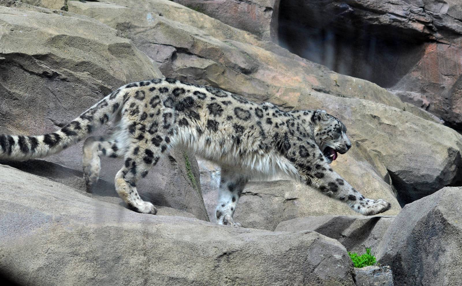 Snow Leopard