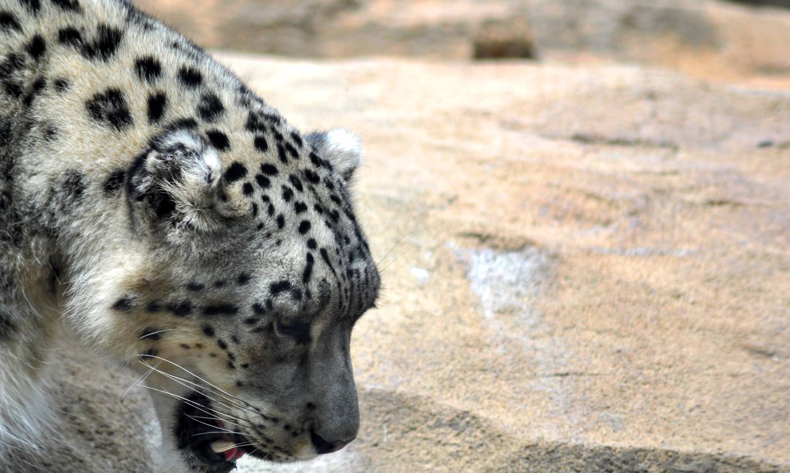 Snow Leopard