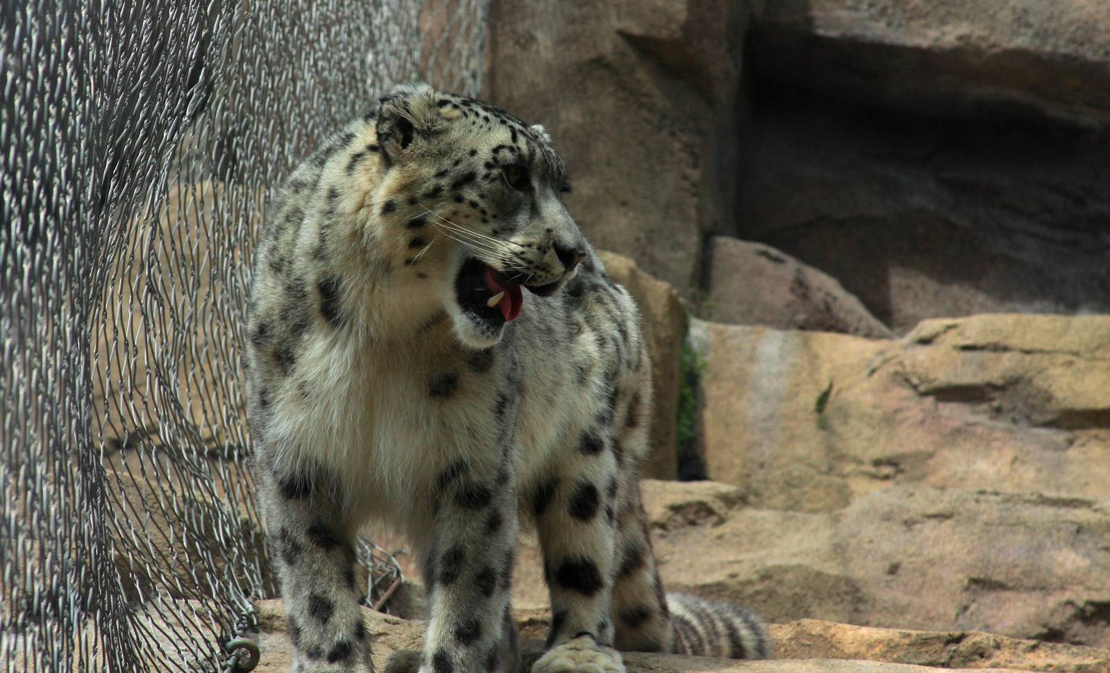 Snow Leopard