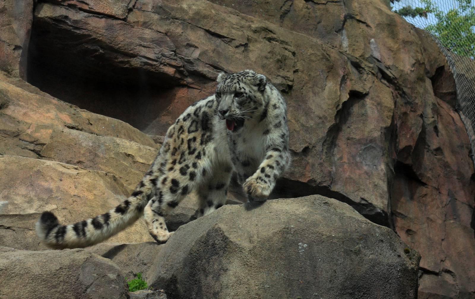 Snow Leopard