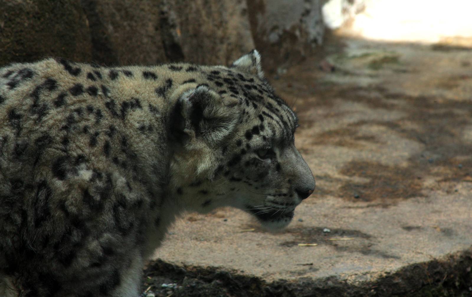 Snow Leopard