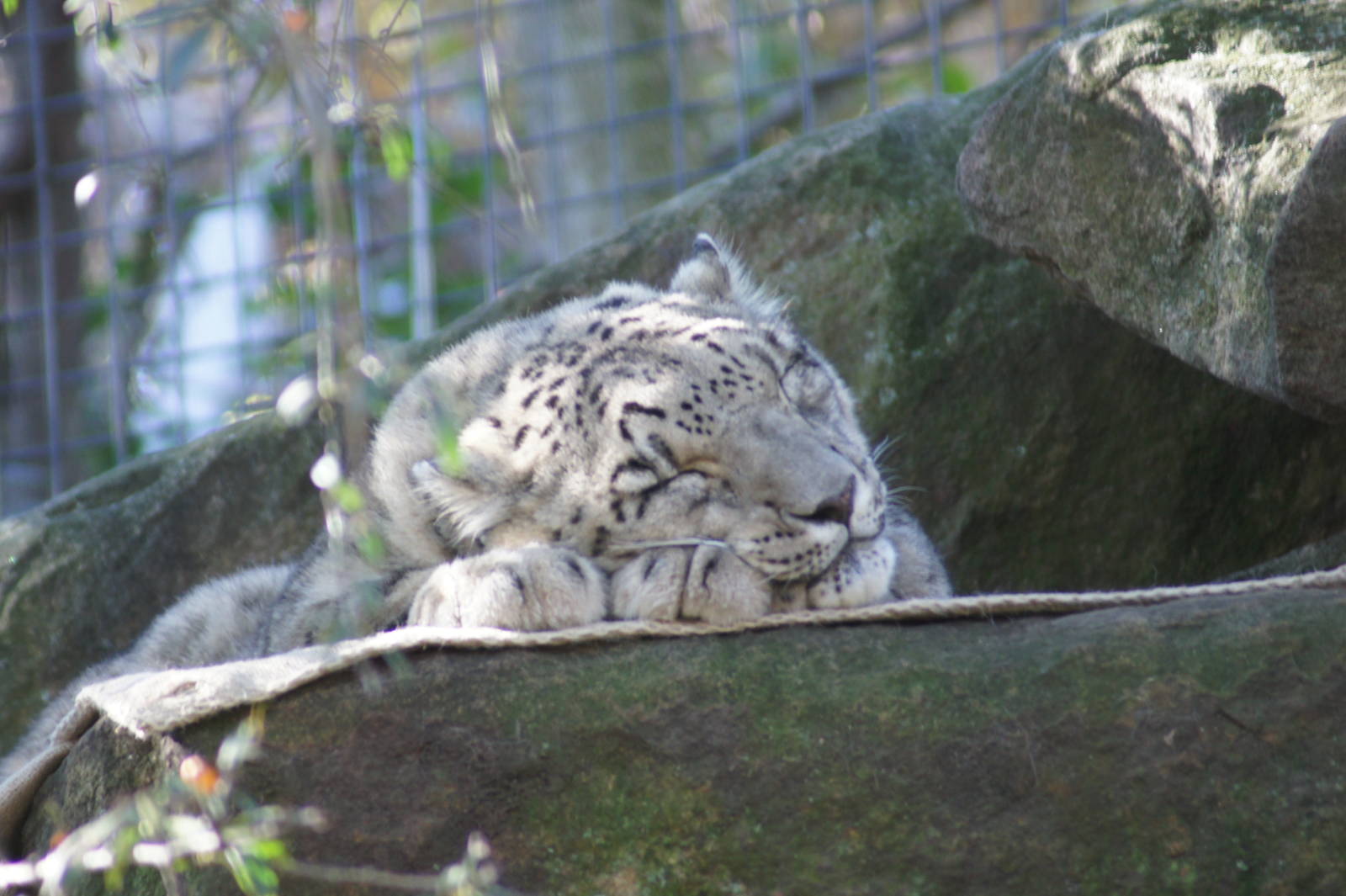 Snow Leopard