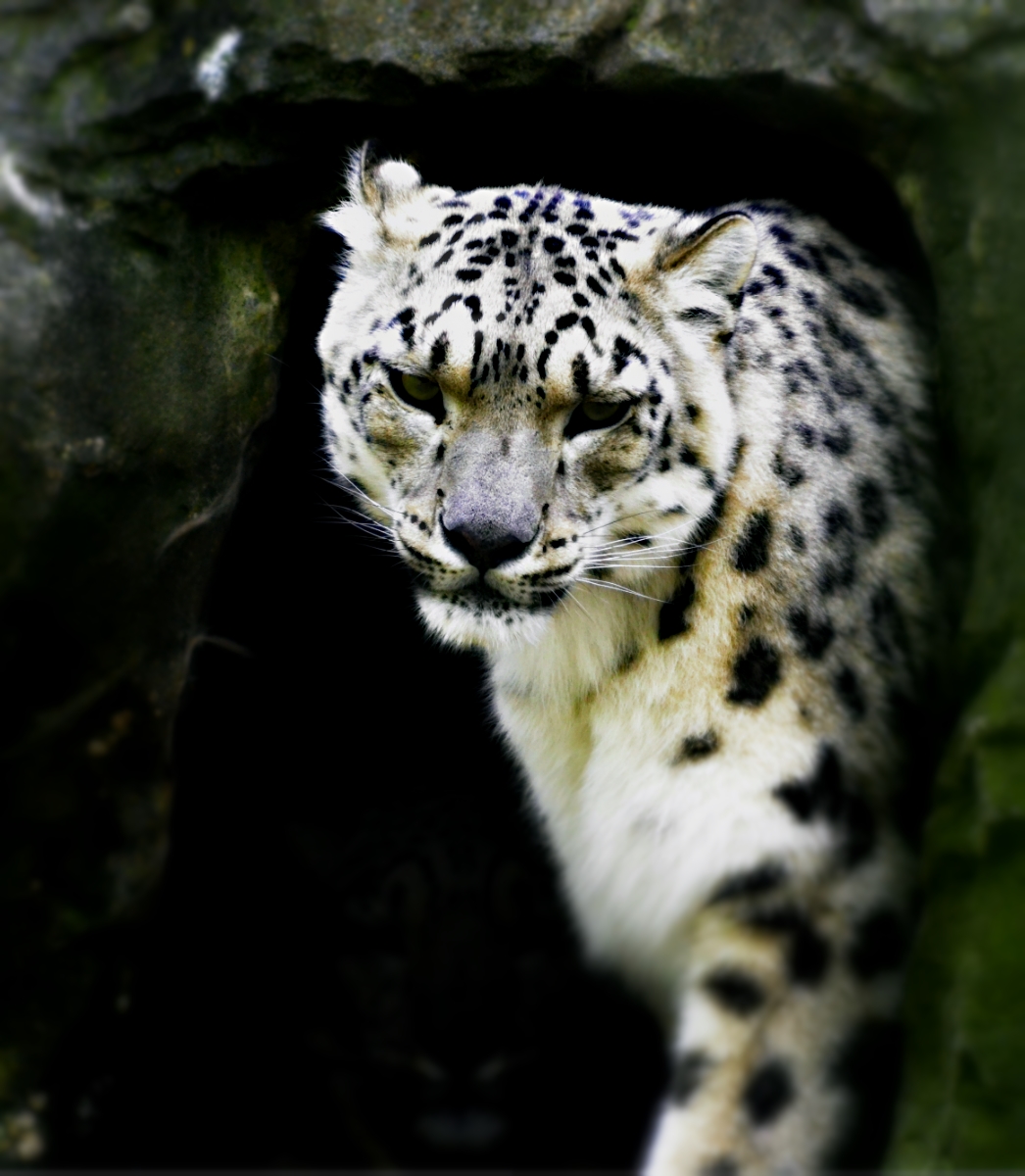 SNOW LEOPARD