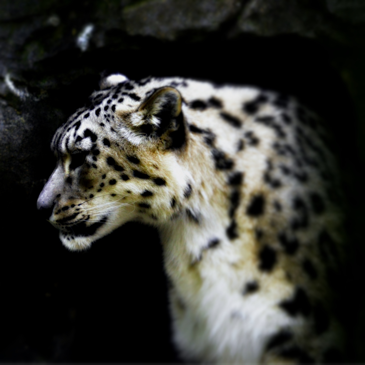 SNOW LEOPARD