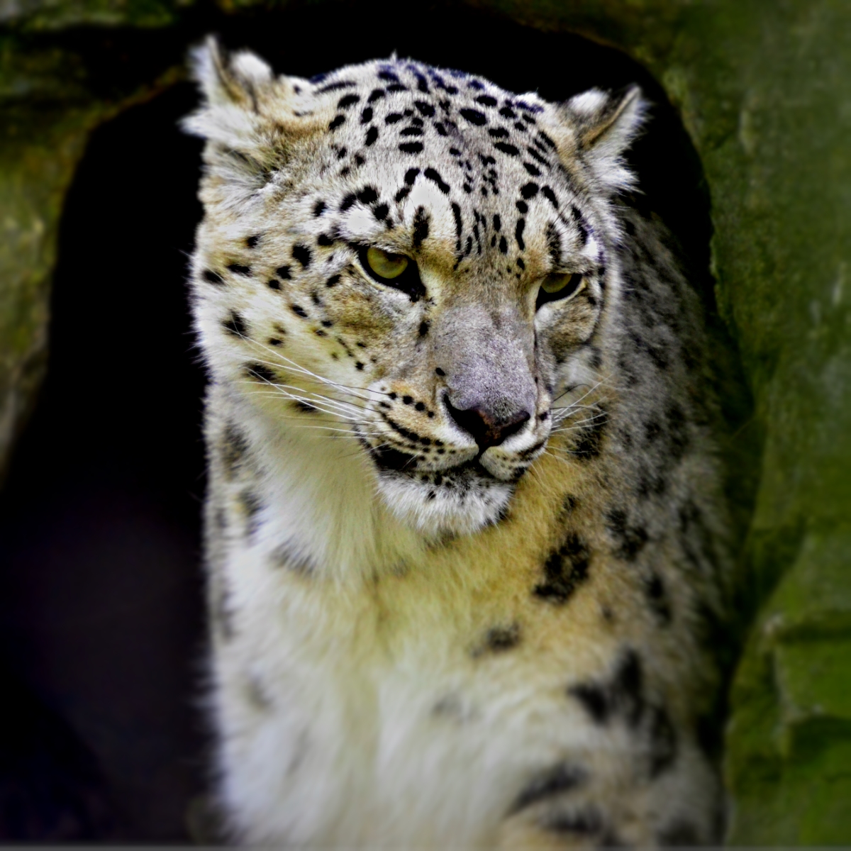 SNOW LEOPARD