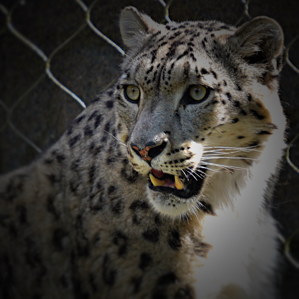 SNOW LEOPARD