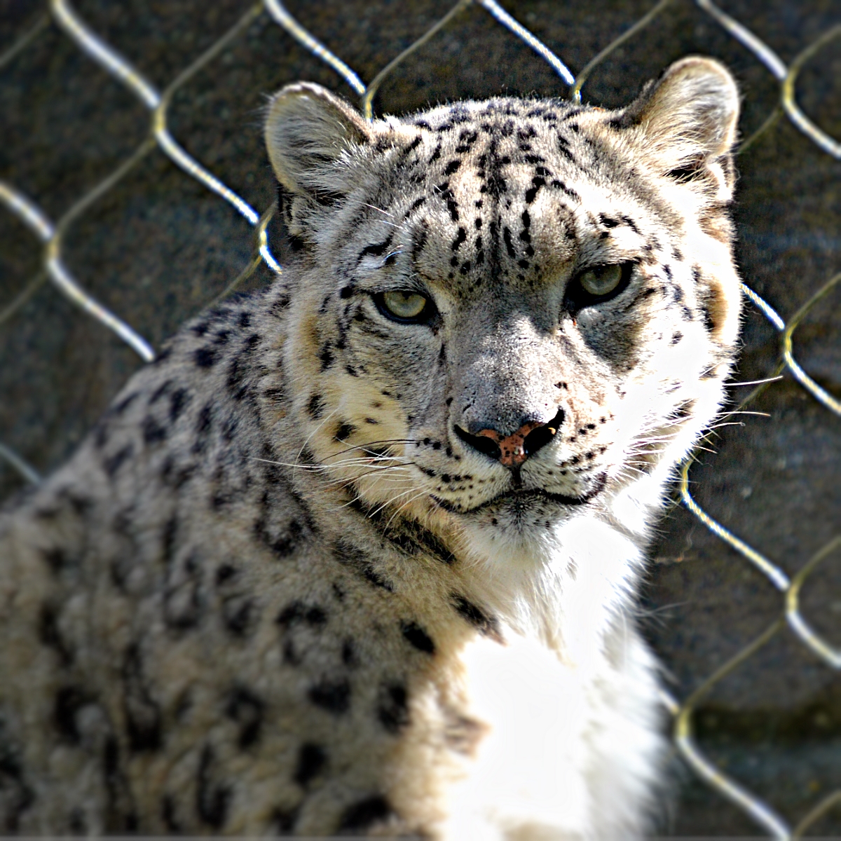 SNOW LEOPARD
