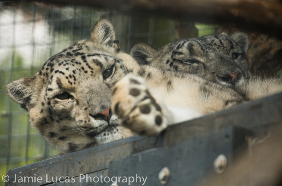 Snow Leopard