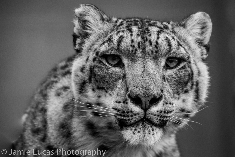 Snow Leopard