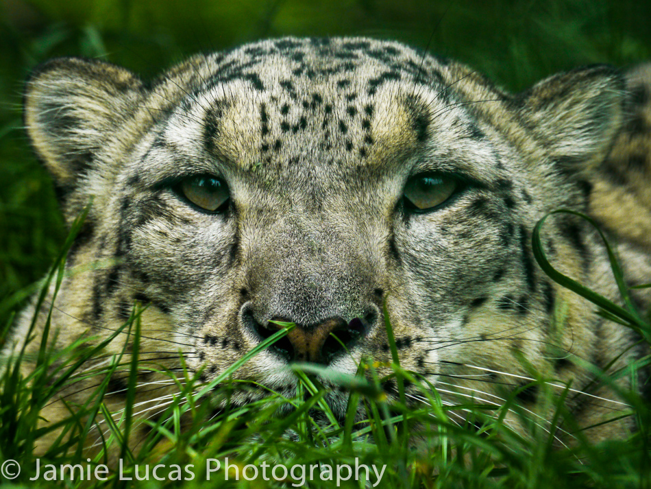 Snow Leopard