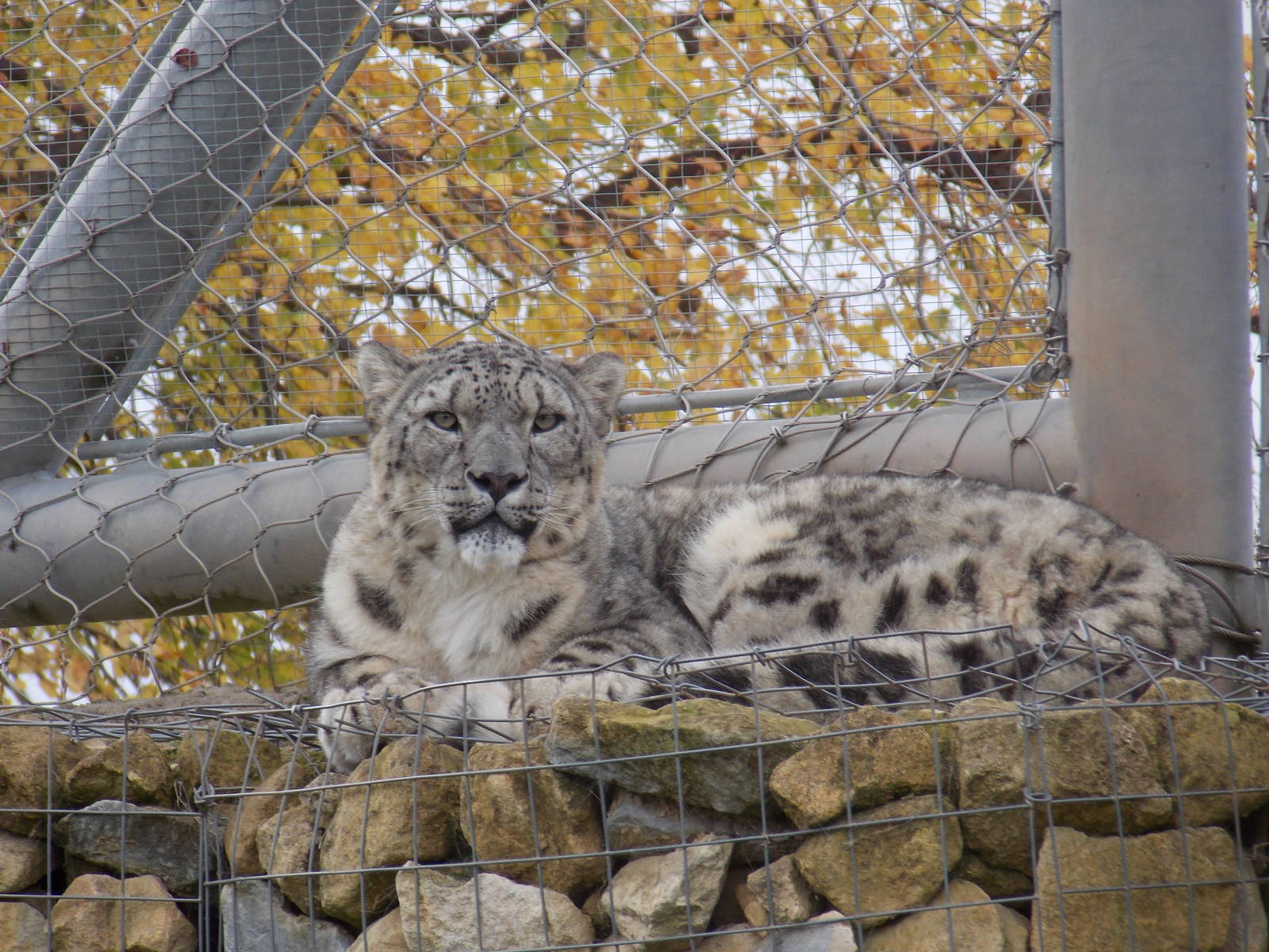 Snow leopard