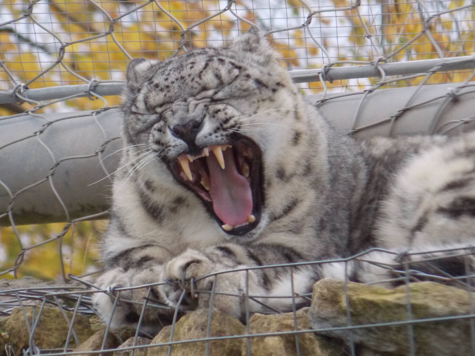 Snow leopard