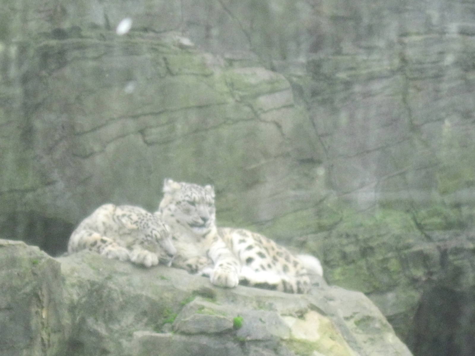 Snow Leopard