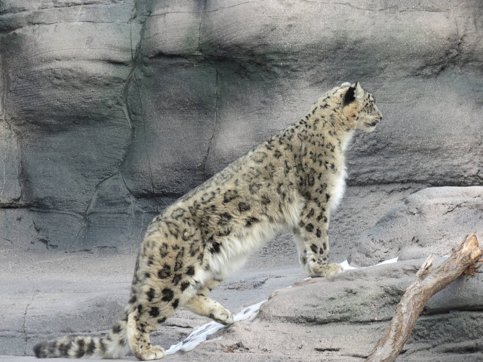 Snow Leopard