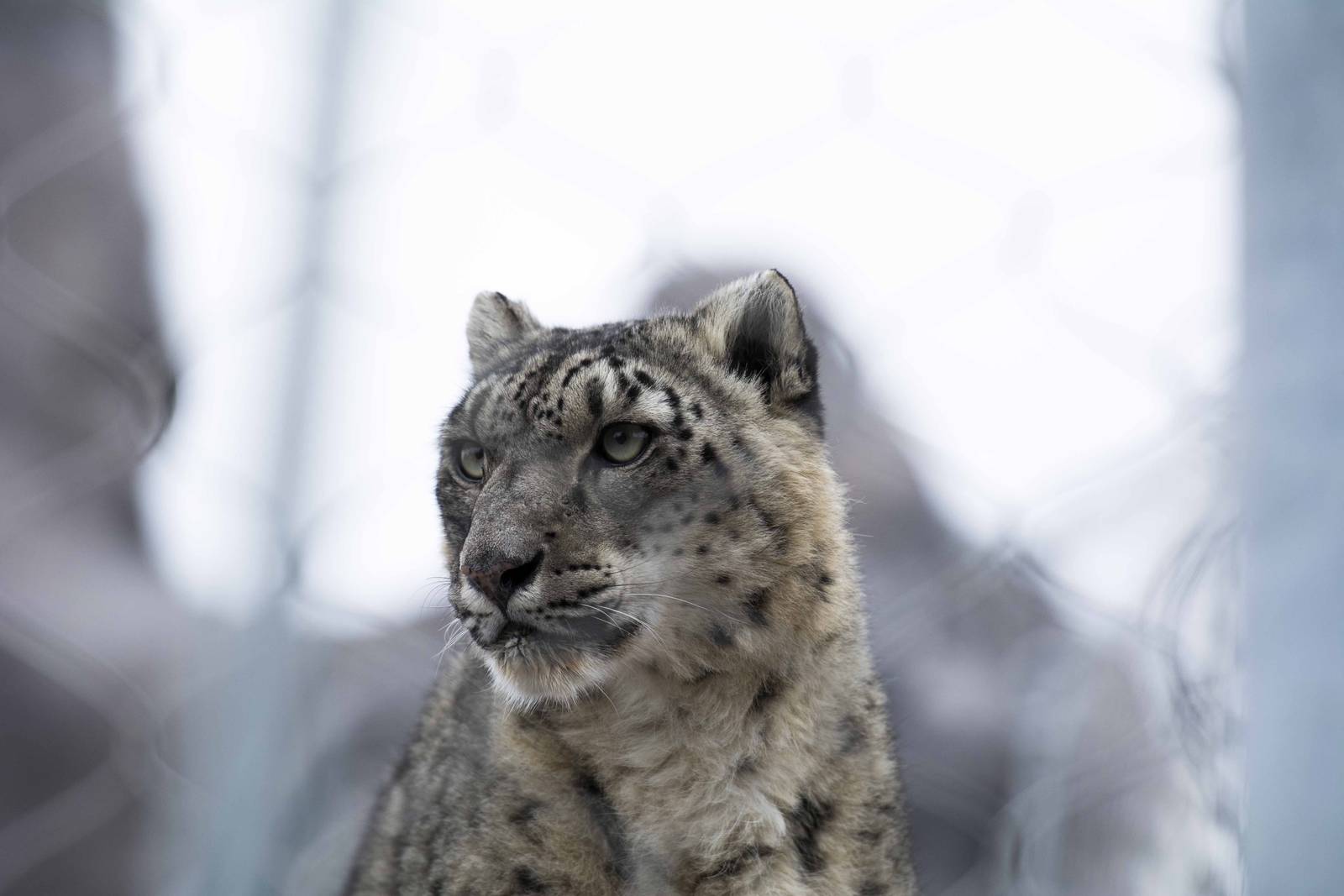 Snow Leopard