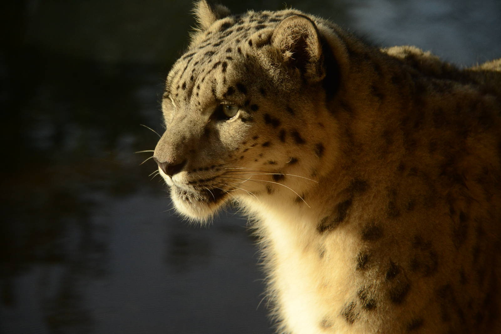 Snow leopard