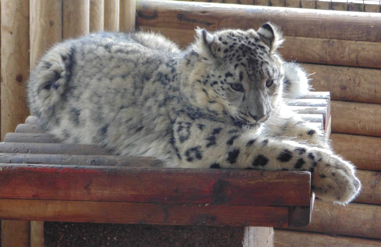 Snow Leopard