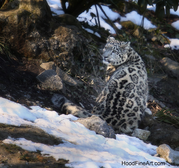 snow leopard