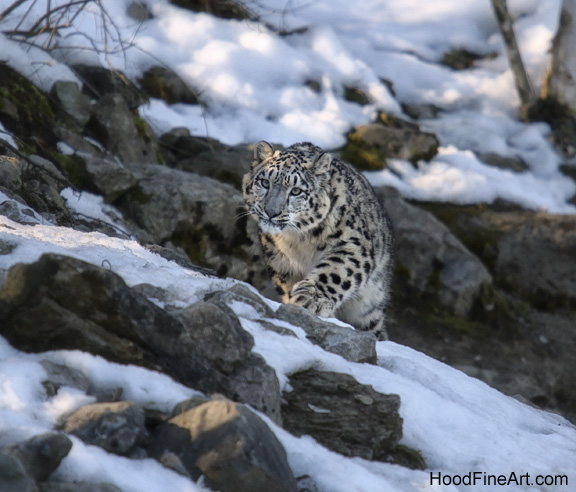 snow leopard