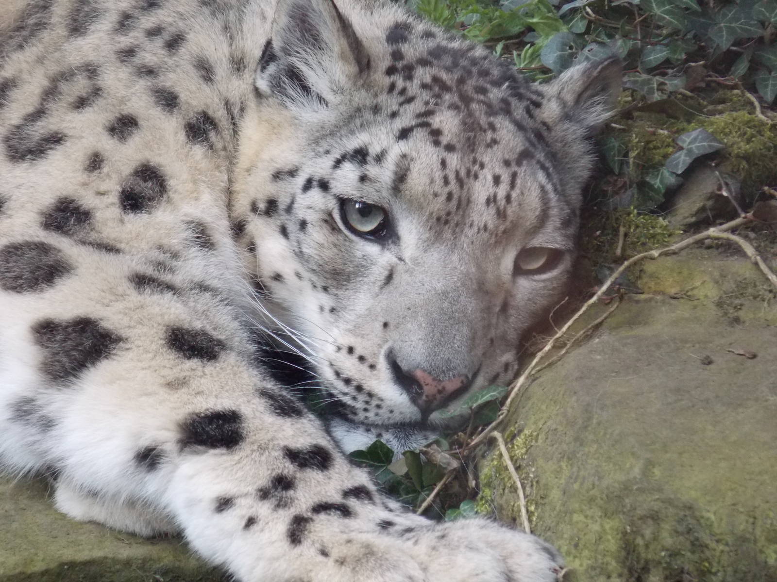 Snow leopard