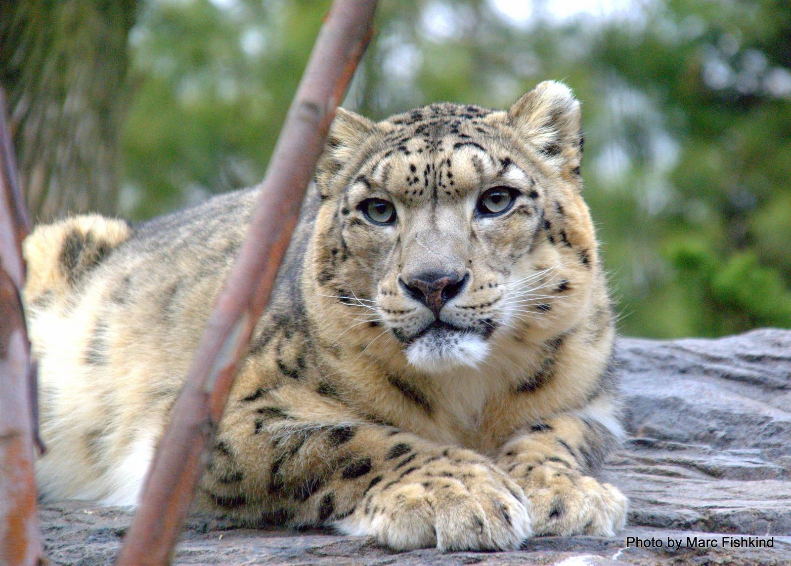 Snow leopard