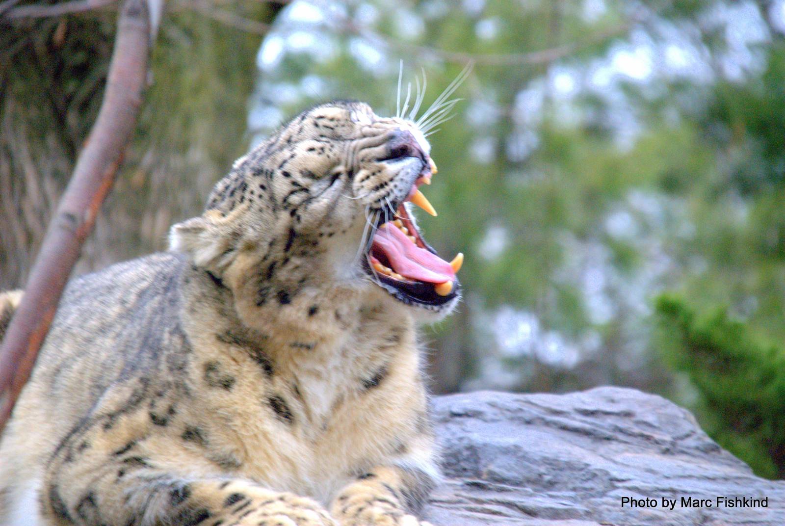Snow leopard