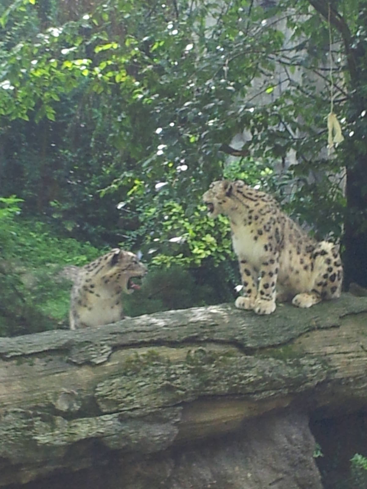 Snow leopard
