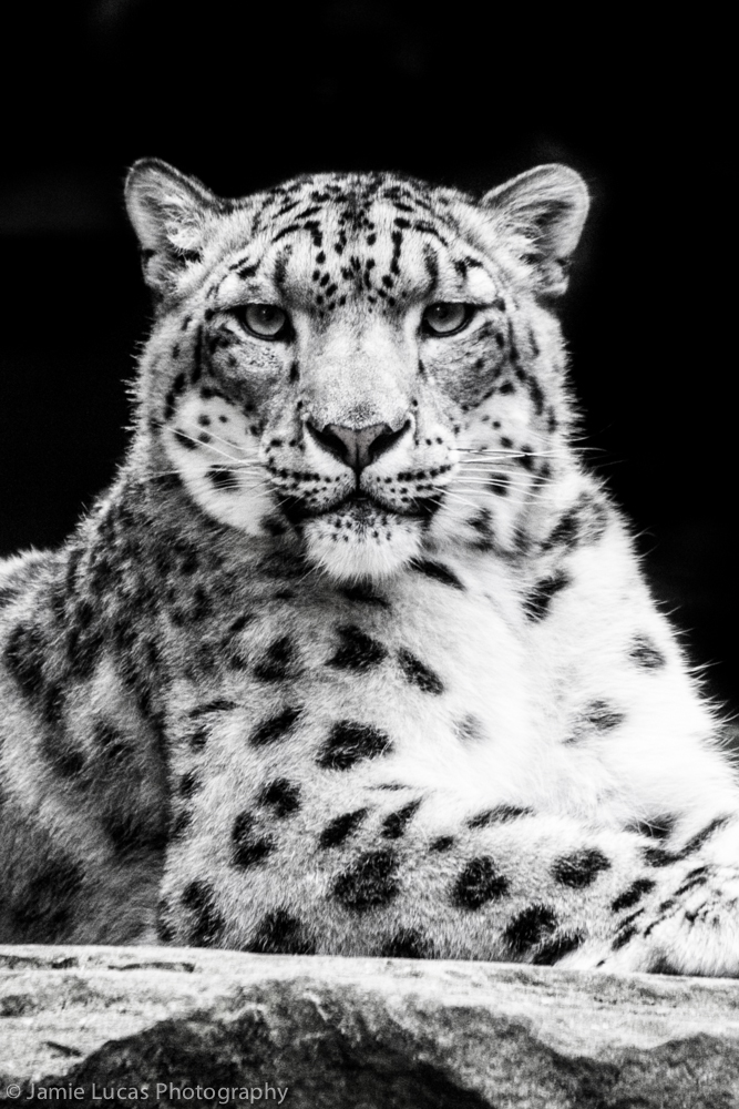 Snow Leopard