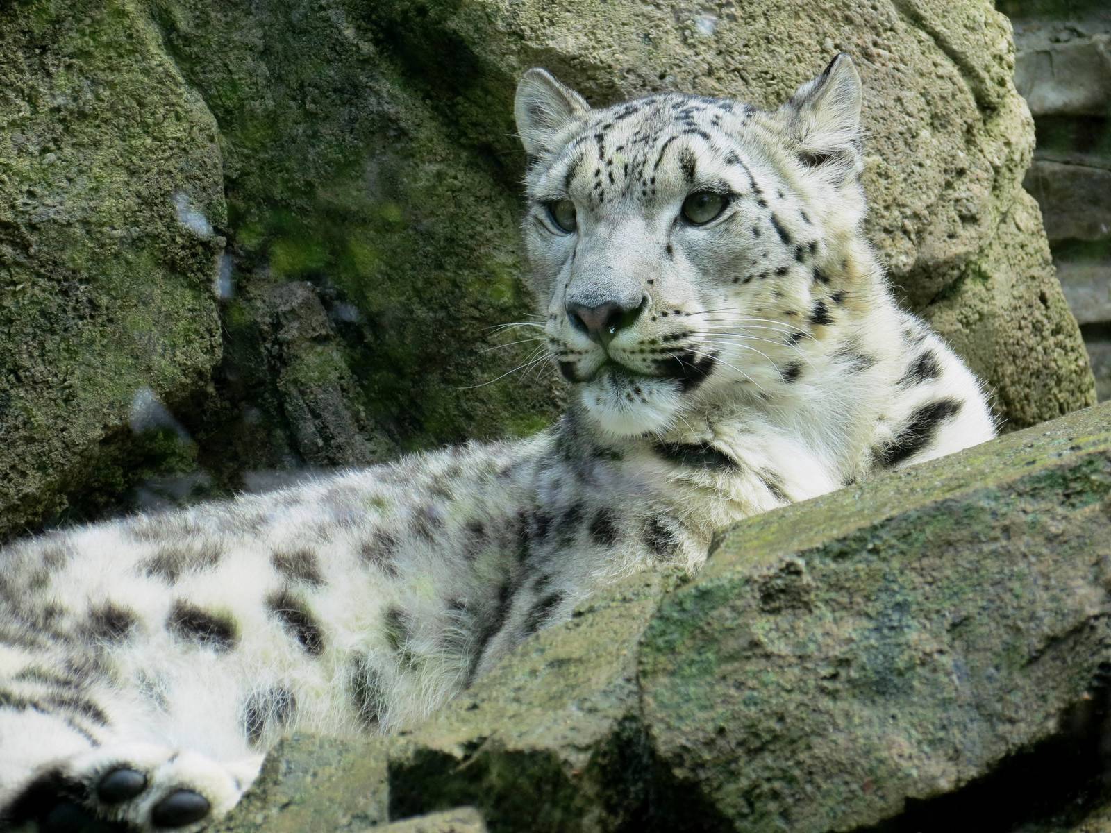Snow Leopard