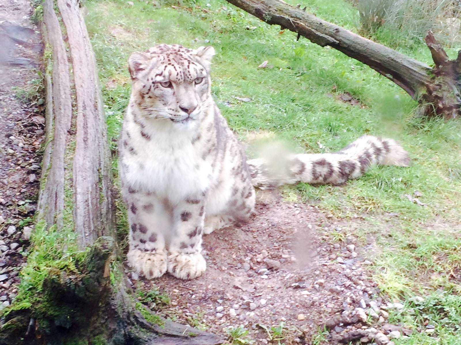 Snow Leopard