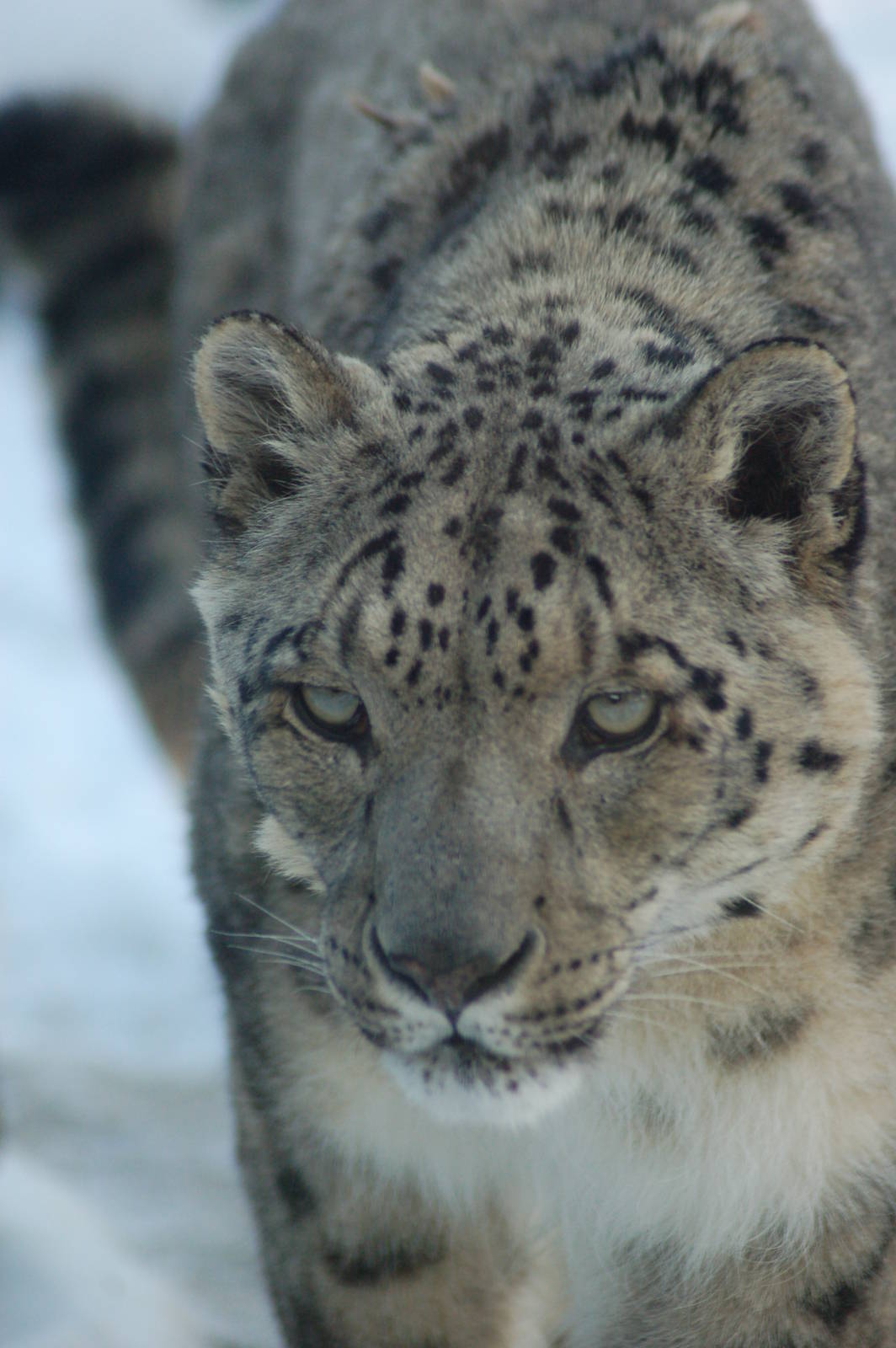 Snow Leopard