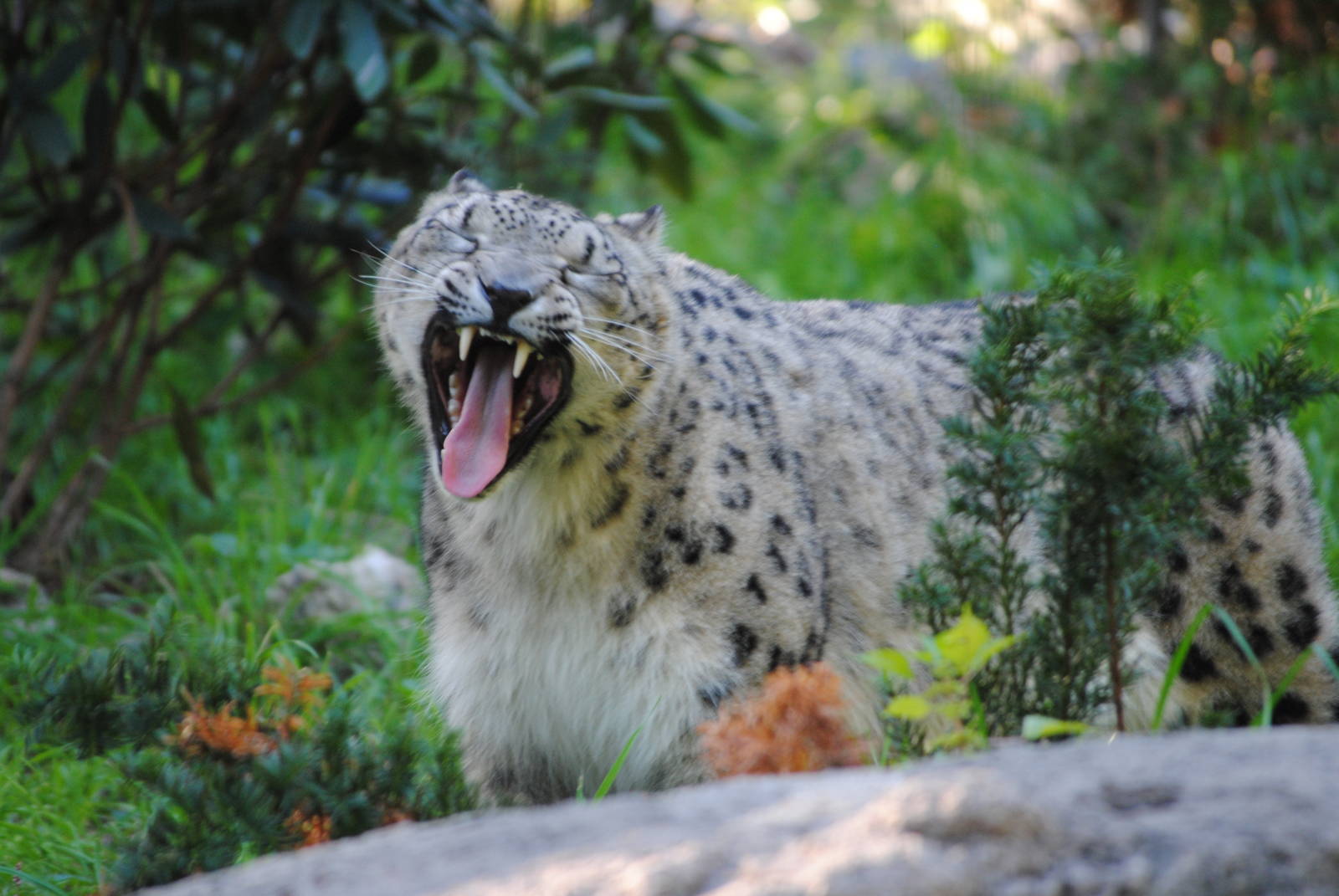 Snow Leopard