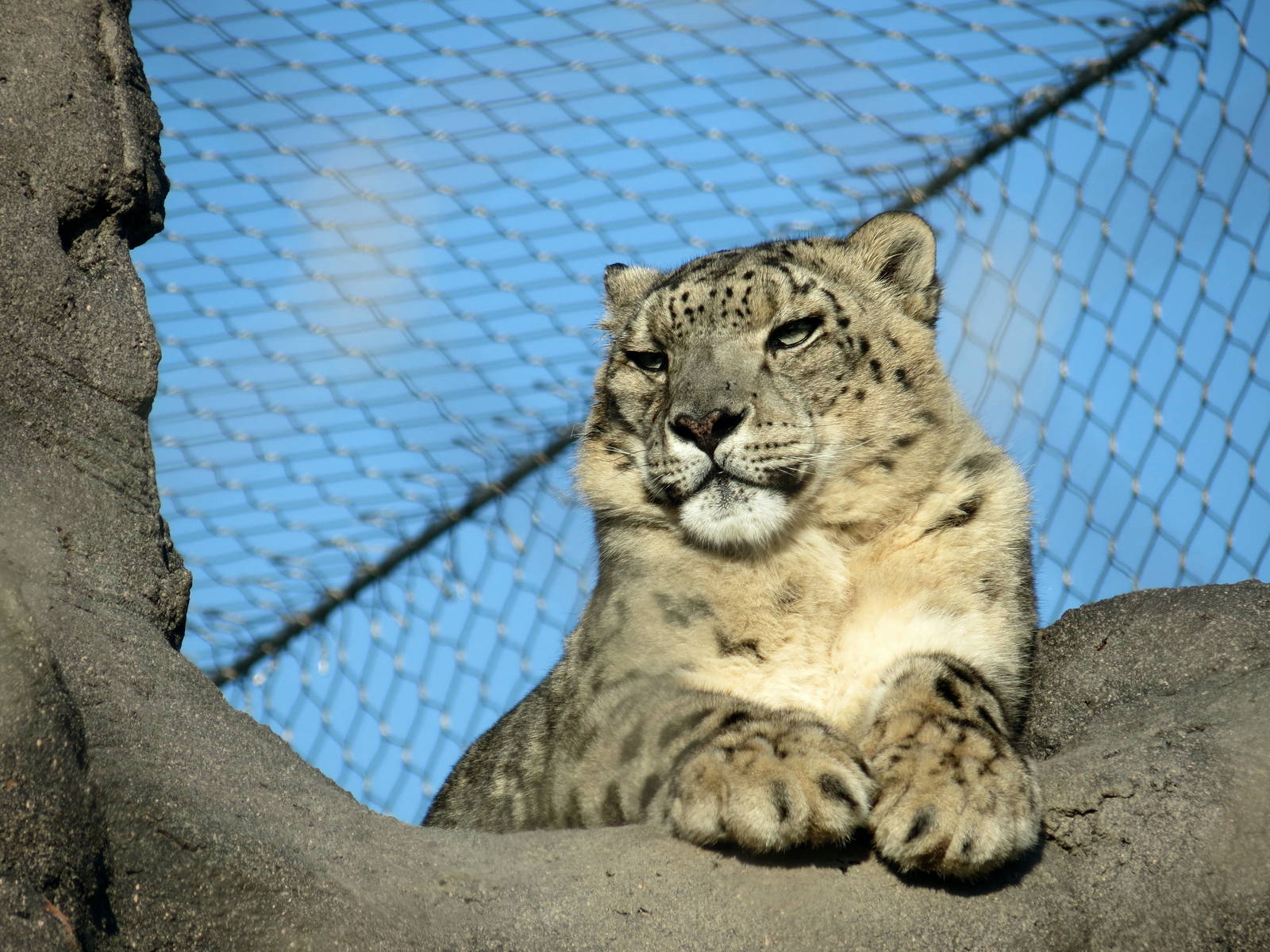 Snow Leopard