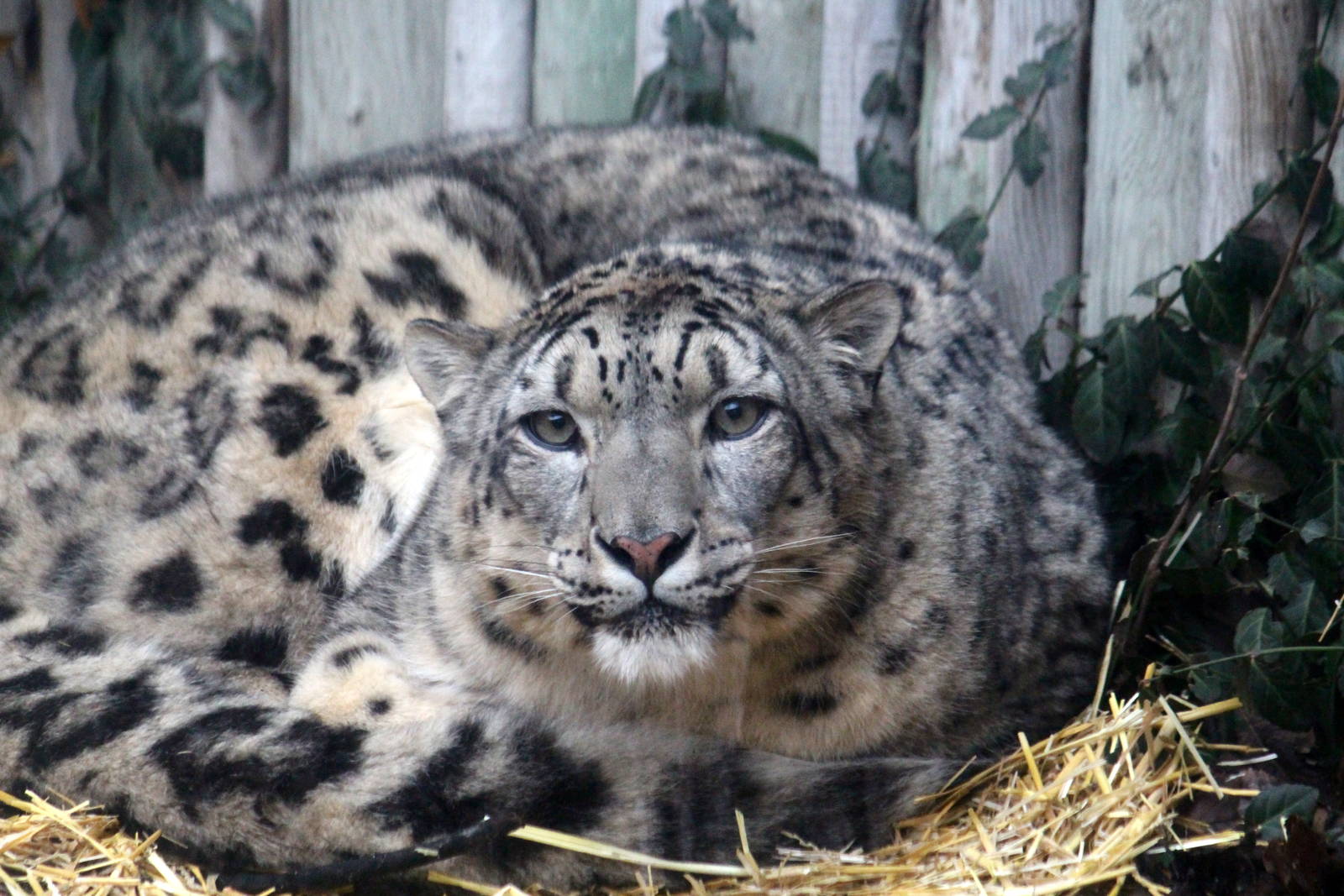 Snow Leopard