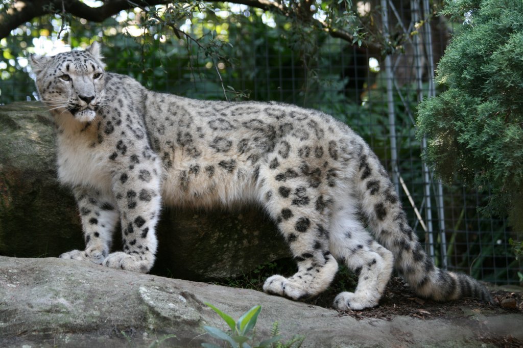Snow Leopard