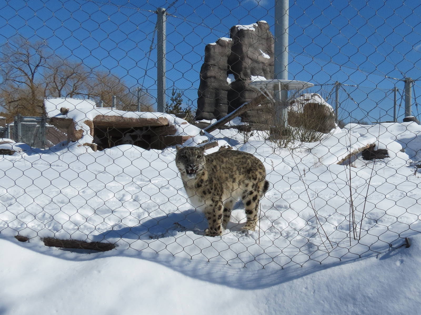 Snow Leopard