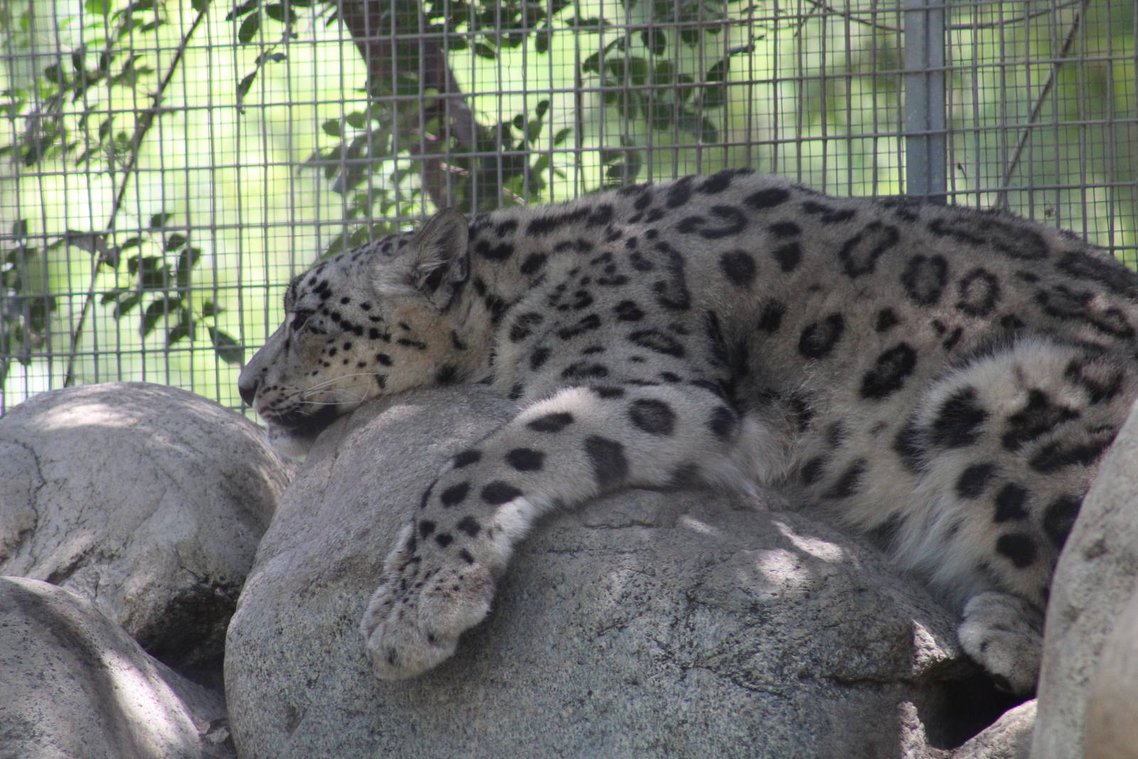 Snow Leopard