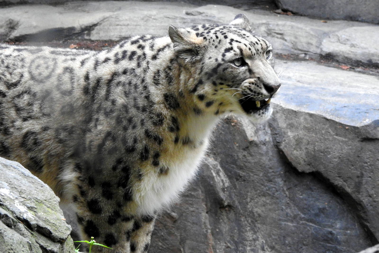 Snow Leopard