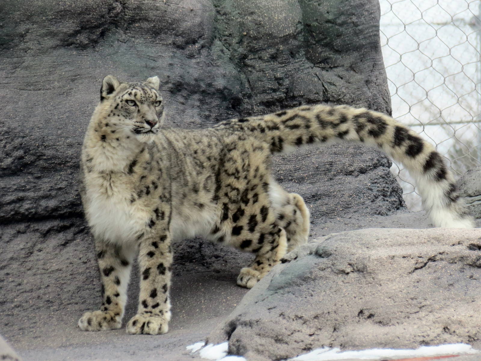 Snow Leopard