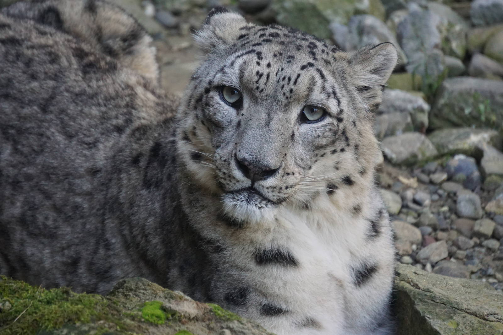 Snow Leopard