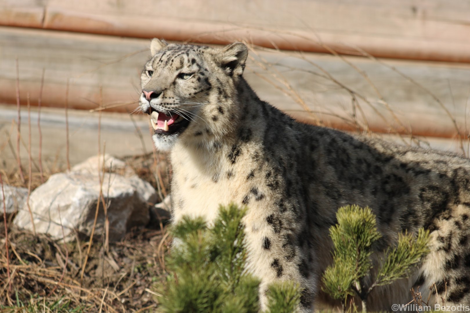 Snow Leopard