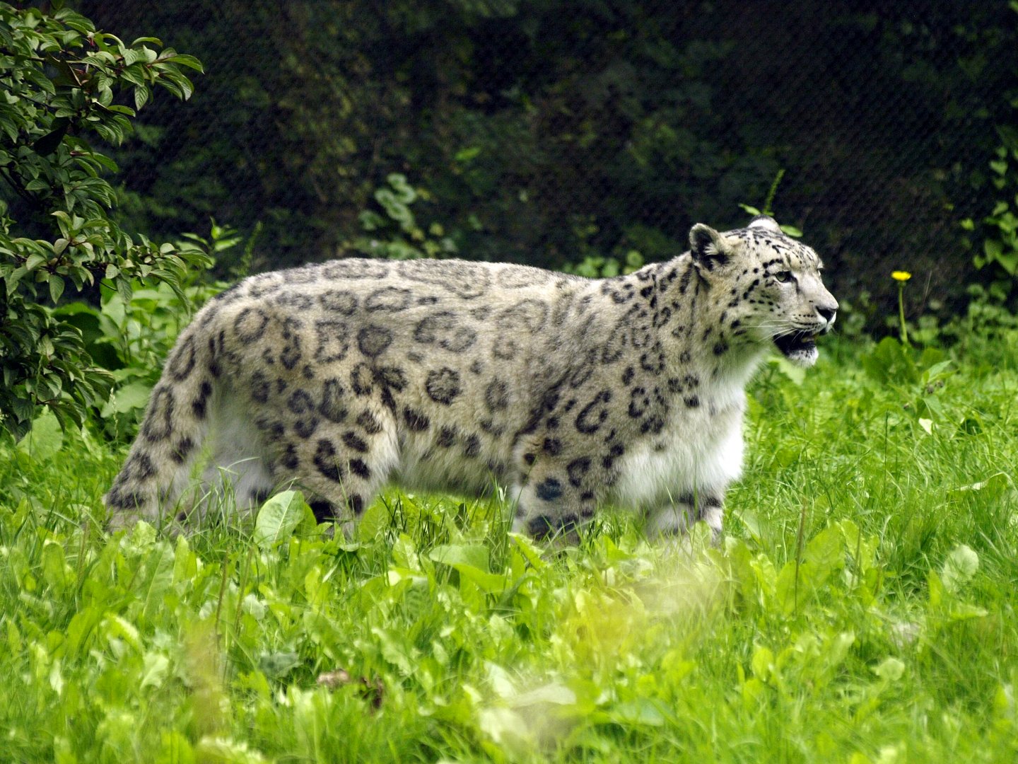 Snow leopard