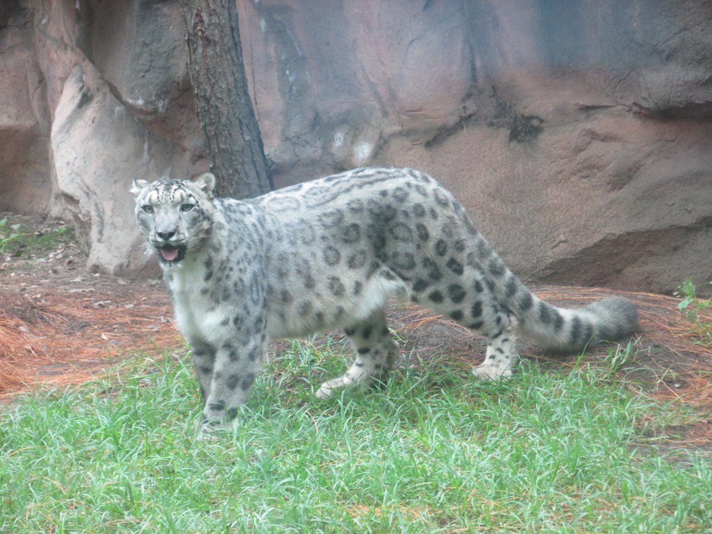 snow leopard