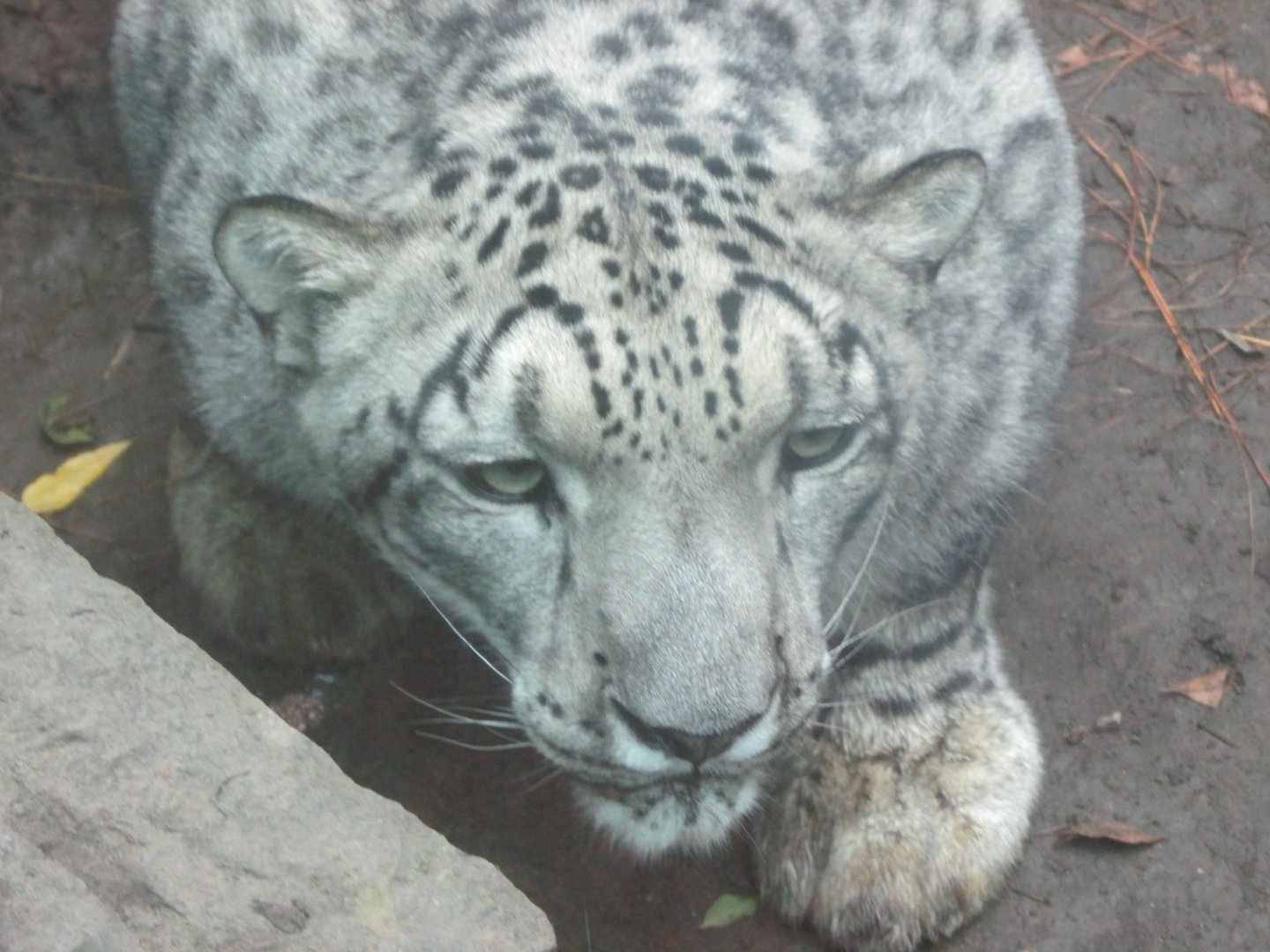 snow leopard