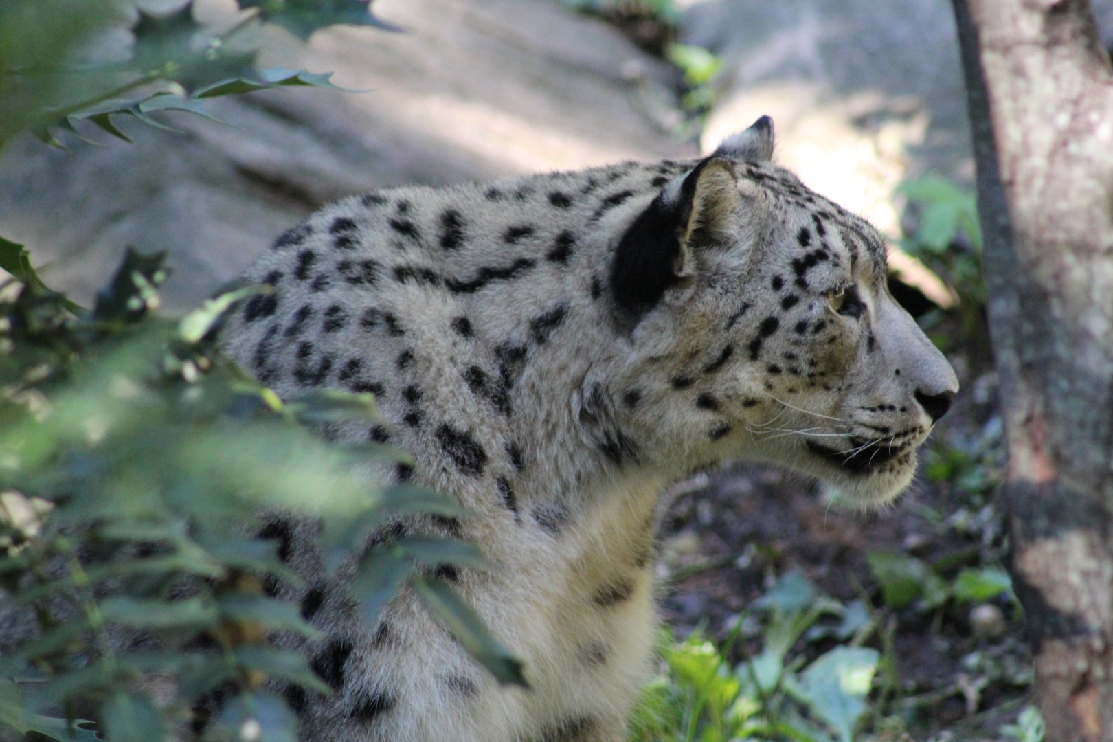 Snow Leopard