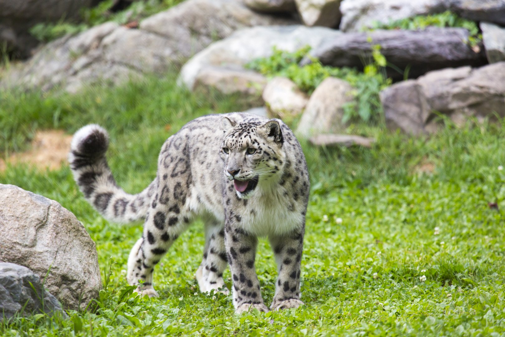 Snow Leopard