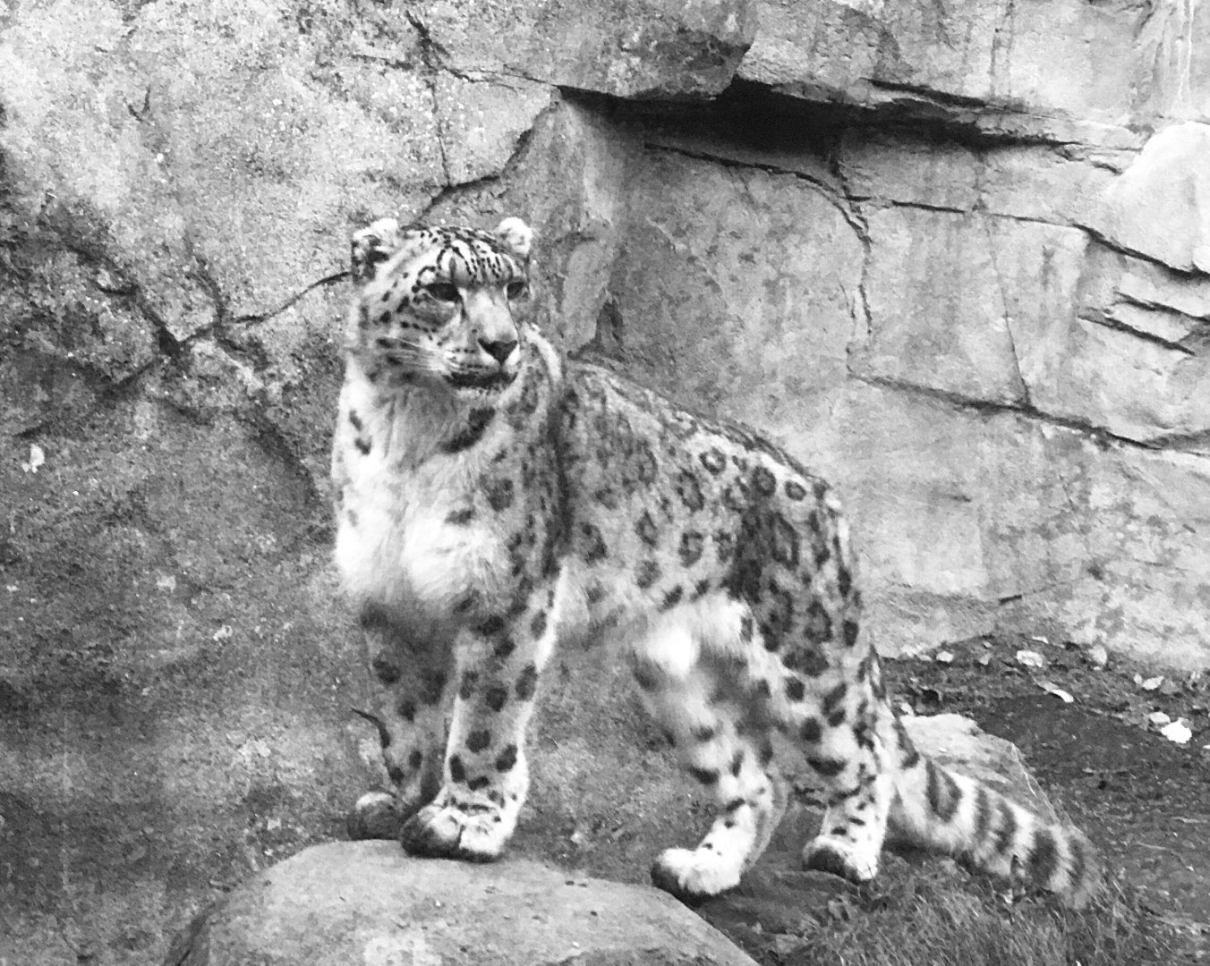 Snow Leopard