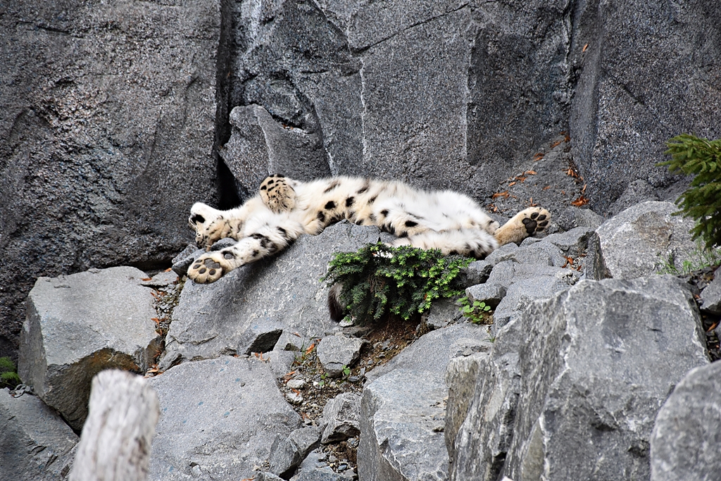 Snow leopard