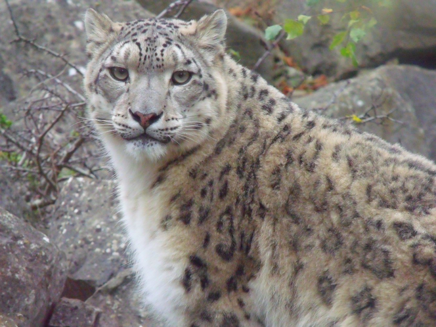 Snow leopard